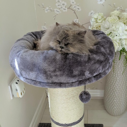 Allpetsolutions cat jumbo - allpetsolutions,