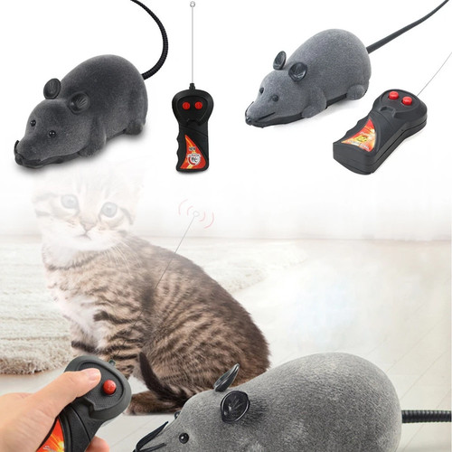 Kitten cat toy puppy - kitten, pet